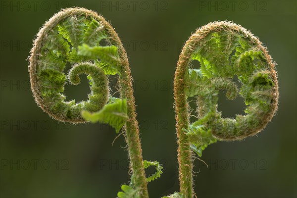 Unfolding ostrich fern