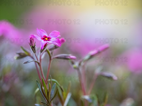 Flowering creeping phlox