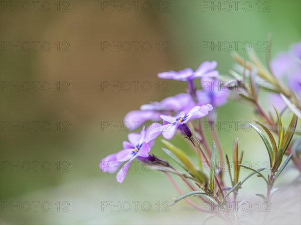 Flowering creeping phlox