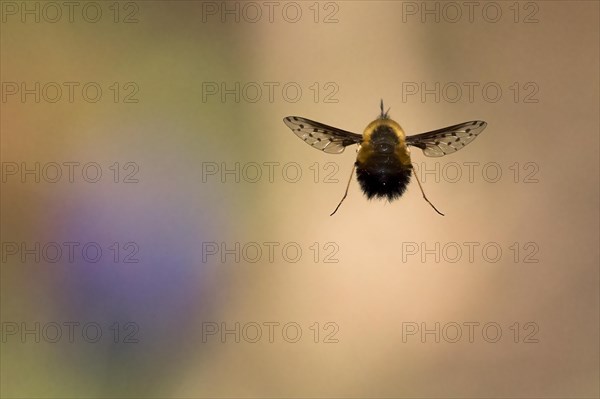 Spotted woolly hawk moth