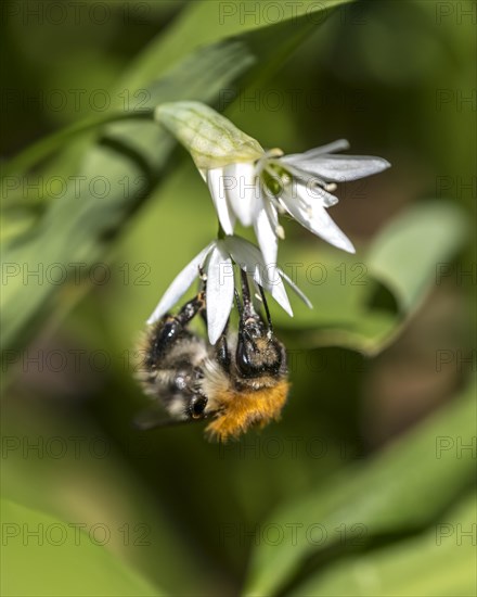 Tree bumblebee