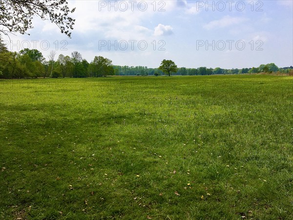 Forage meadow in spring