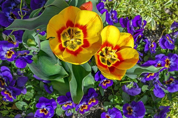 Tulips