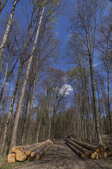 Stacked european spruce