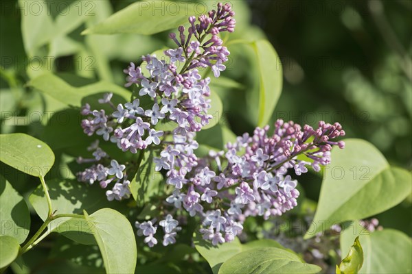 Common lilac