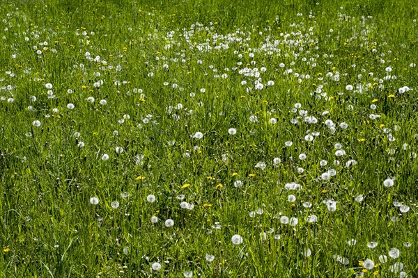 Meadow