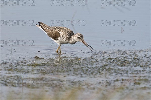 Common greenshank