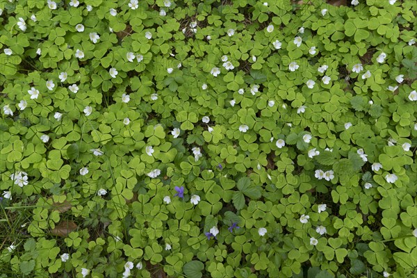 Flowering wood sorrel