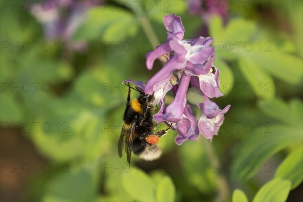 Garden bumblebee