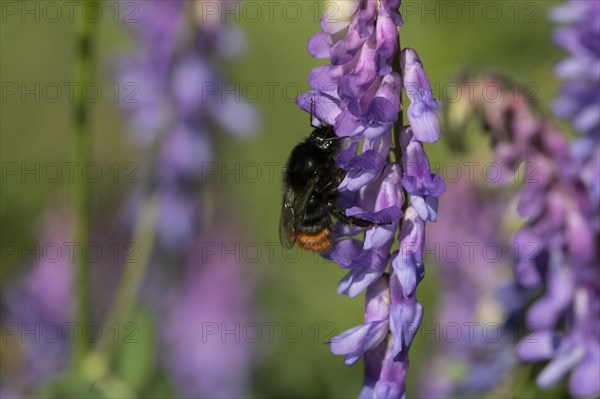 Red-tailed bumblebee