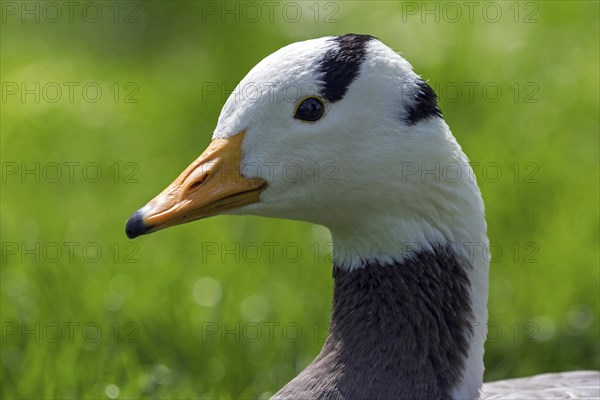 Bar-headed goose