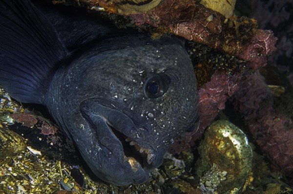 Atlantic wolffish