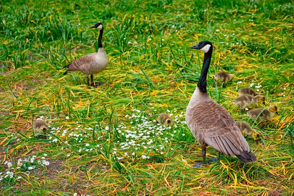 Canada goose and goslings on grass