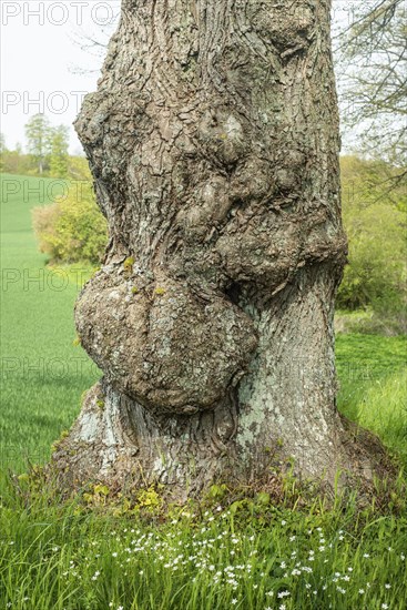 Old gnarled elm tree in Charlottenlund avenue