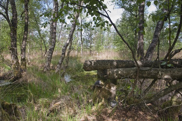 Moorland With Birch Trees Photo12 imageBROKER Erhard Nerger