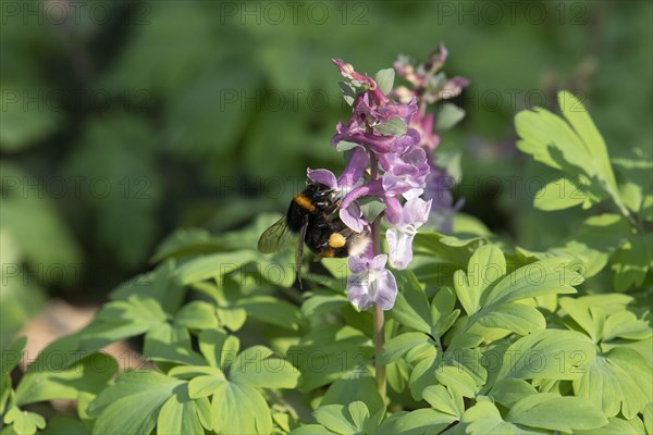 Large earth bumblebee