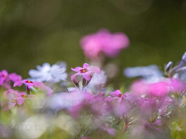 Flowering creeping phlox