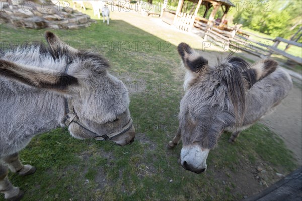 Two donkeys