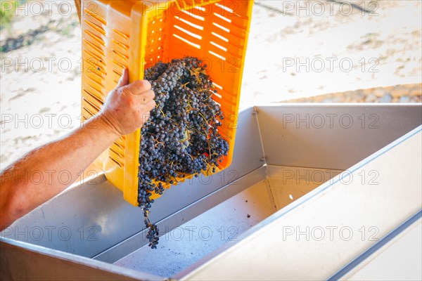 Vintner dumps A crate of freshly picked red grapes into processing machine