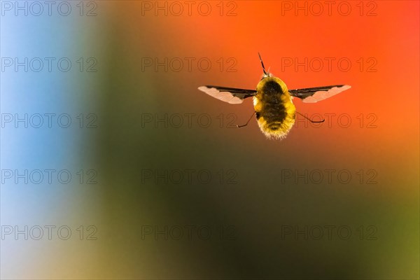 Spotted woolly hawk moth