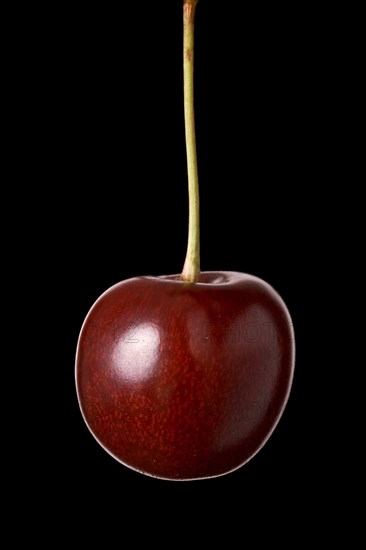 Cherry hanging isolated on black
