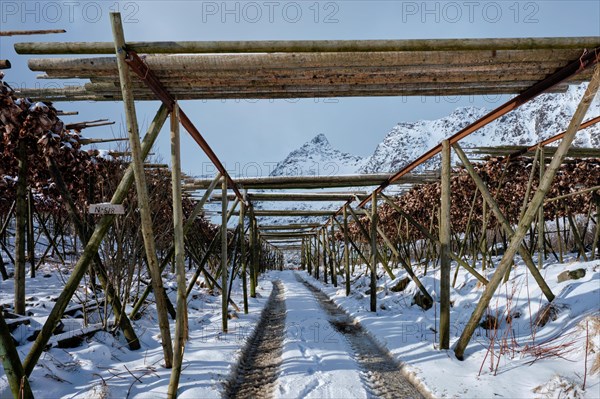 Drying flakes with stockfish cod fish heads in winter A fishing village