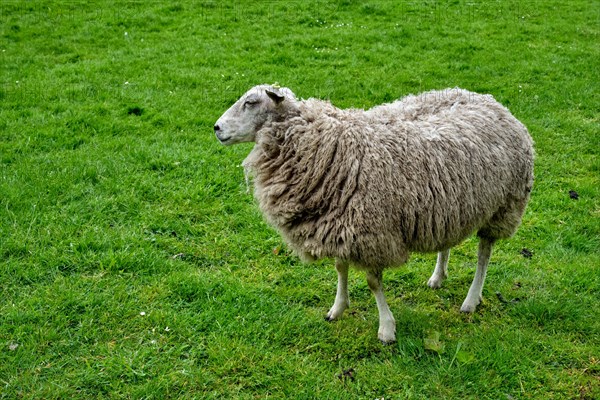 Sheep grazing on green grass meadow