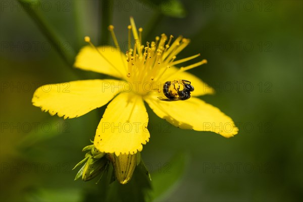 Sweat bee