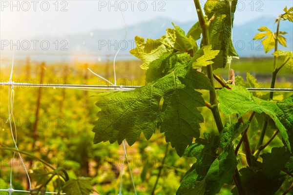 Wineyard with grape rows. Crete island