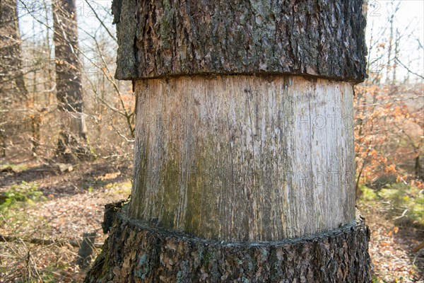 Ringing in the Eifel National Park