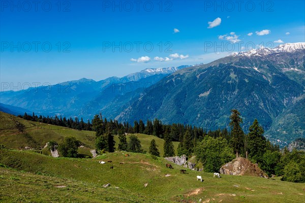 Horses grazing in Himalayas mountains. Himachal Pradesh