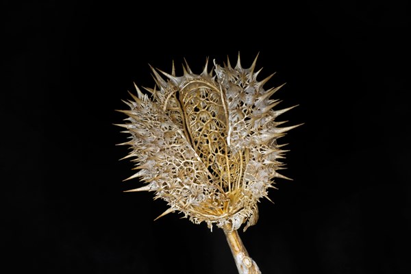 Dried cover of a jimson weed