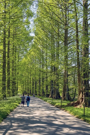 Avenue with primeval sequoias