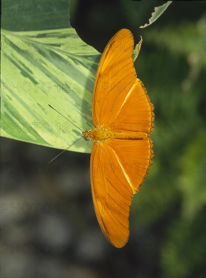 Juliafalter Dryas julia