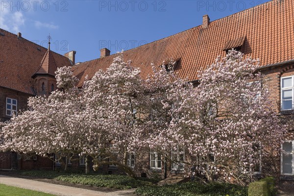 Flowering magnolias