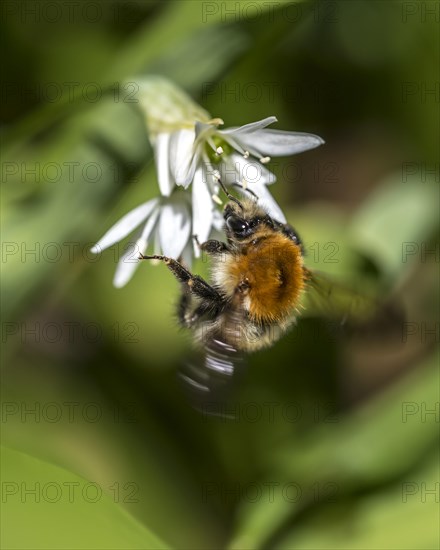 Tree bumblebee