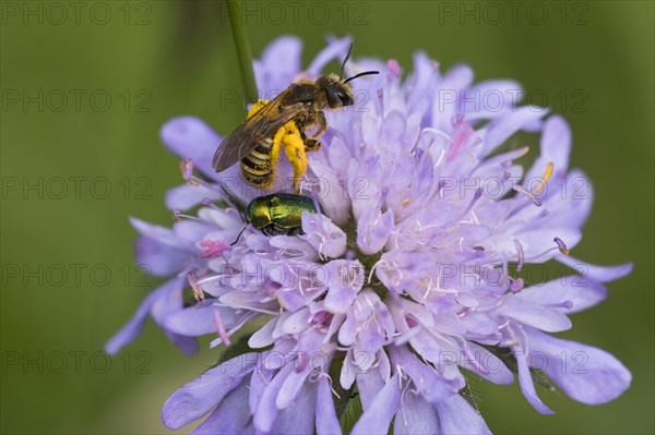 Sweat bee