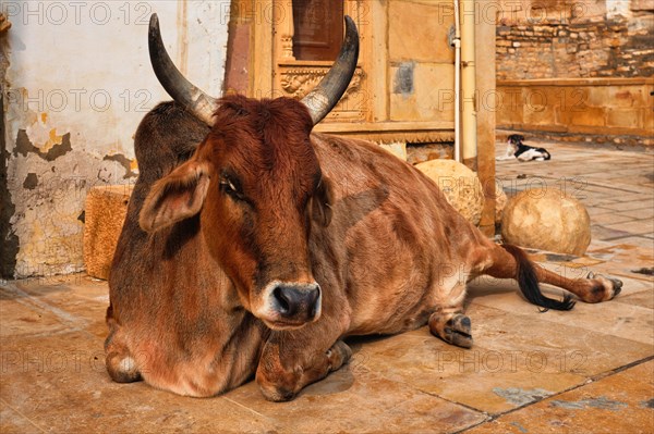 Indian cow resting sleeping in the street. Cow is a sacred animal in India. Jasialmer fort