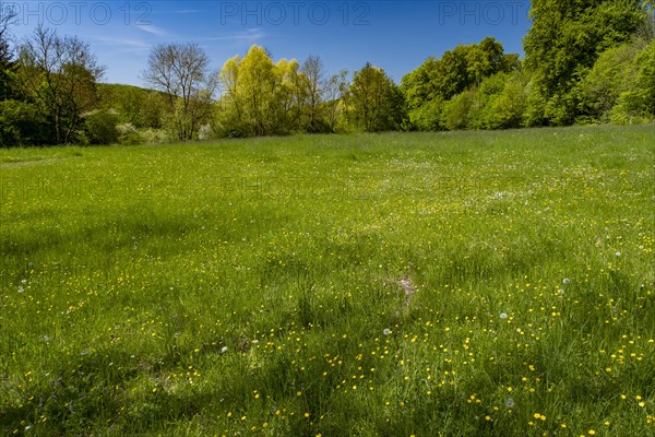 Meadow