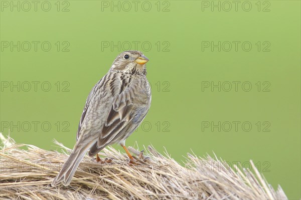 Corn bunting