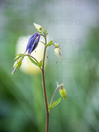 European columbine