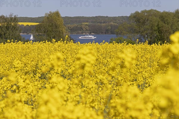 Rape fields