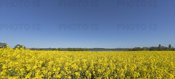 Rape field