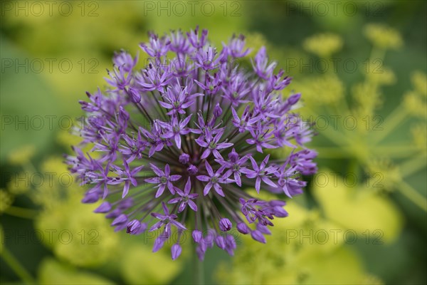 Ornamental garlic