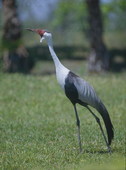 Klunkerkranich Grus carunculata