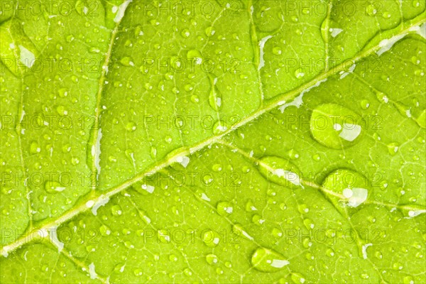 Green leaf with water droplets macro