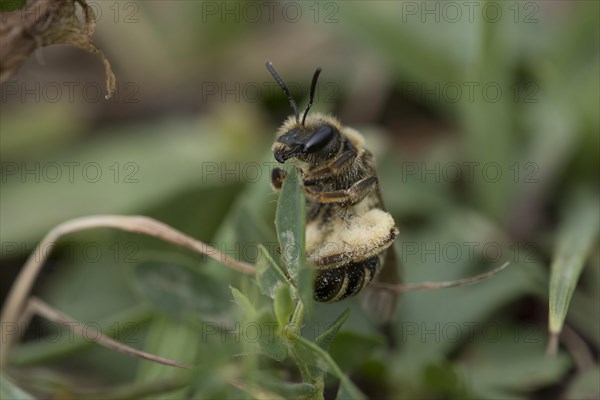 Sweat bee