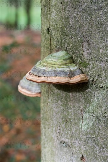 Tinder fungus