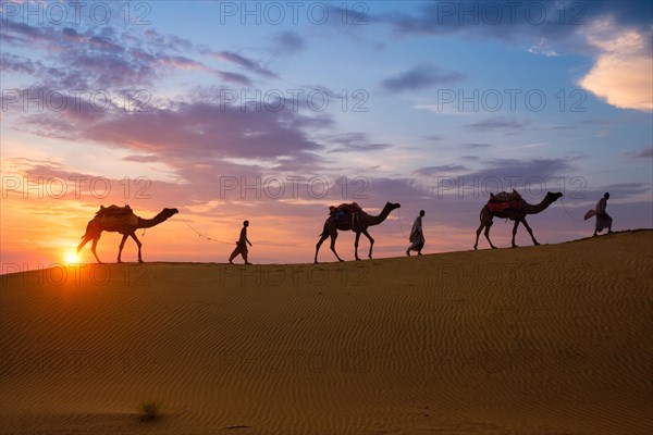 Indian cameleers