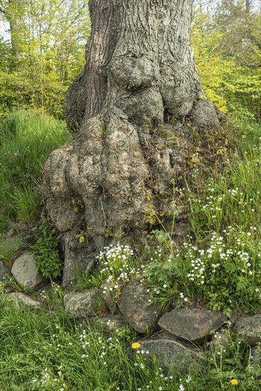 Old gnarled elm tree in Charlottenlund avenue